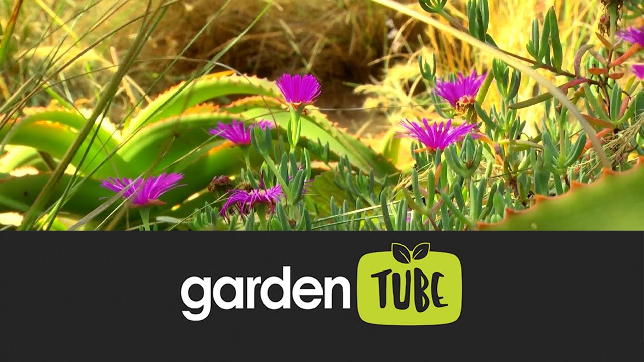 Exploring an indigenous grassland haven