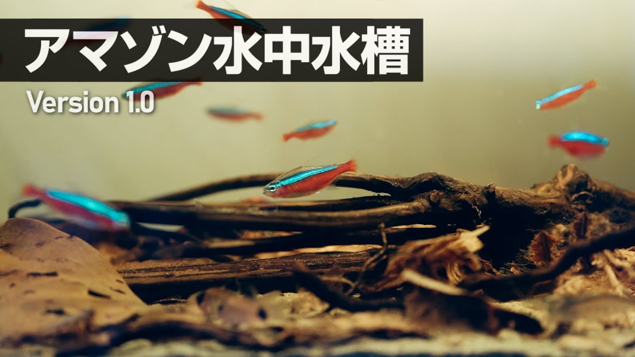 【アマゾン水中水槽】砂/枝/枯葉で作るお手軽ワイルドアクアリウム【Ver.1.0】