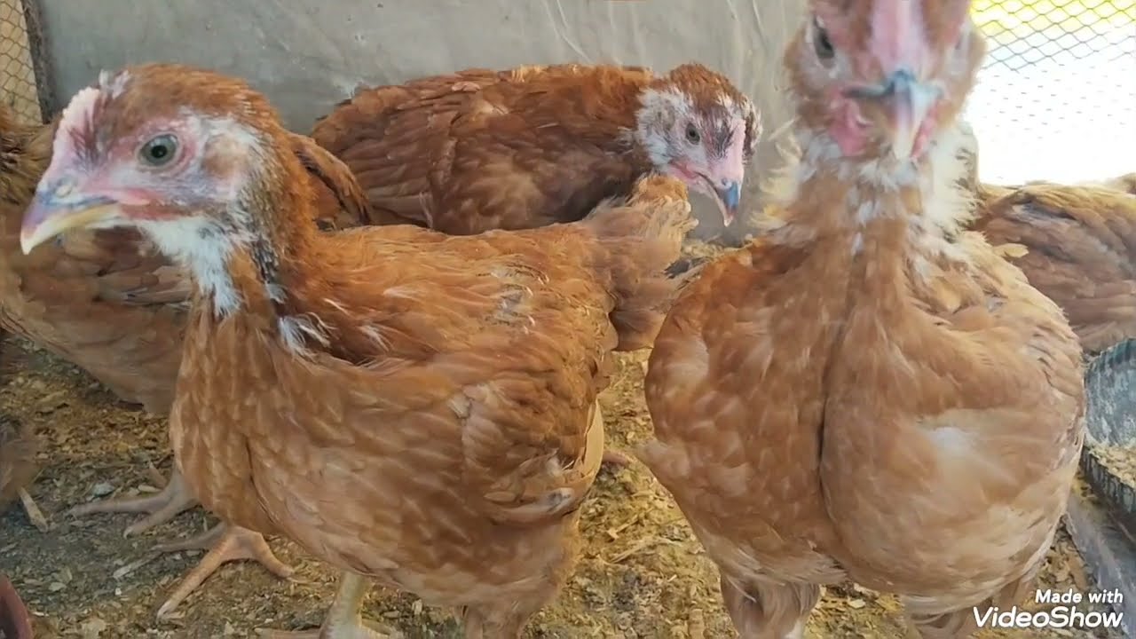 الفراخ الساسو عمر شهر وقرص بشرى رافع مناعه قوى