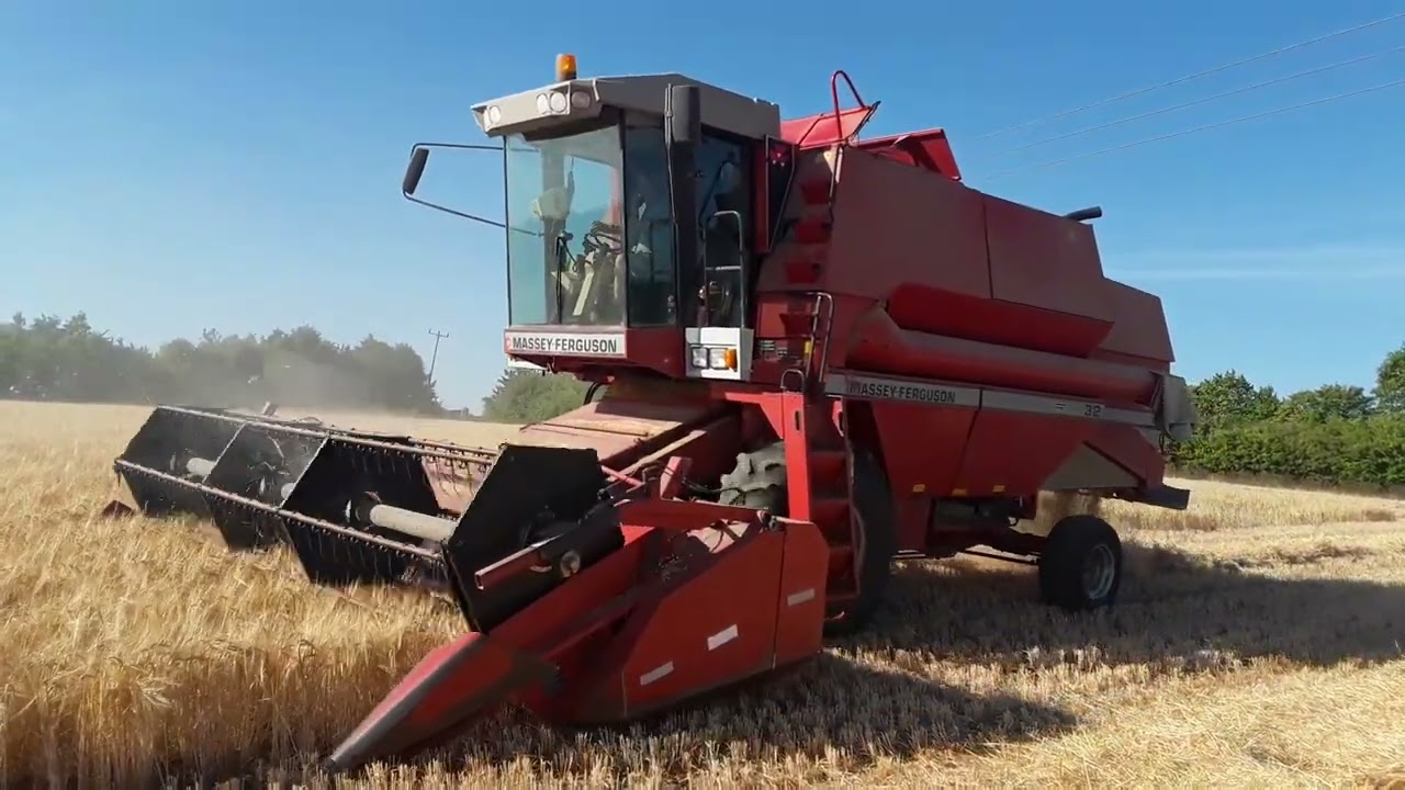 old Massey Fergusons combine  32, cutting barley  .in suffolk
