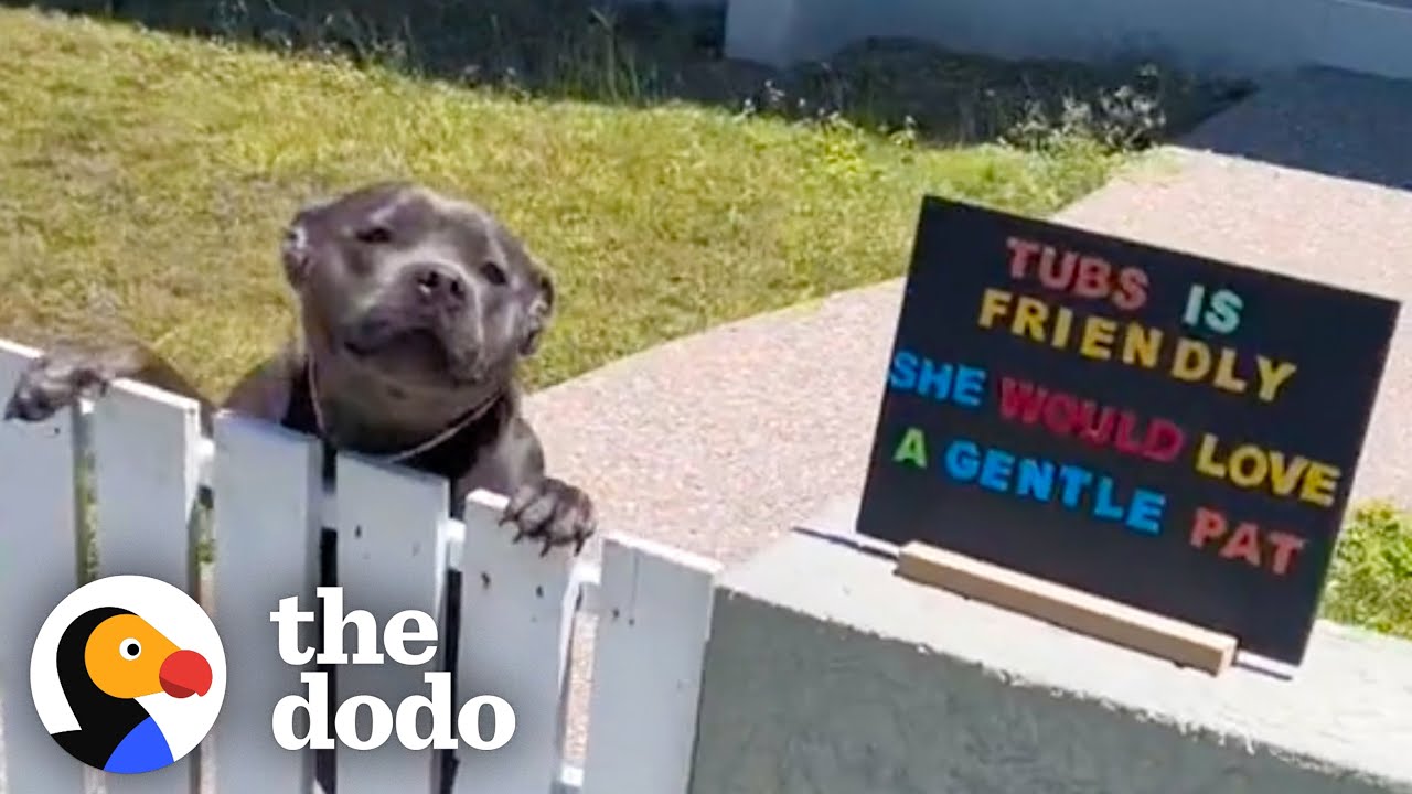 Питти нужно встречать от пятнадцати до двадцати соседей в день | The Dodo