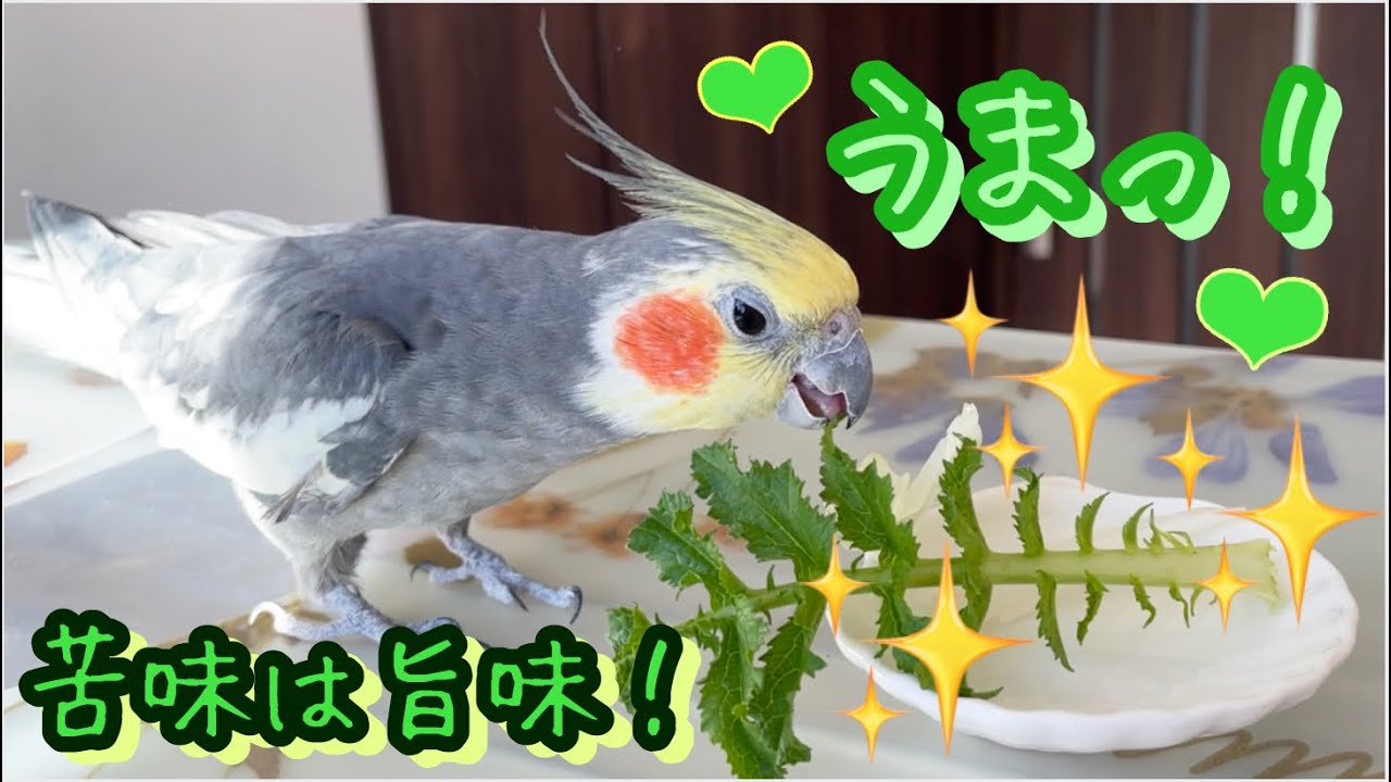 オトナの味?! 16歳オカメインコが好む野菜はこれ!【注意点あり】