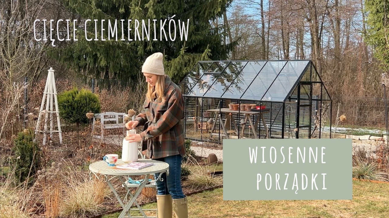 Ciemierniki w ogrodzie🌸 przycinanie, pielęgnacja i najlepsze odmiany