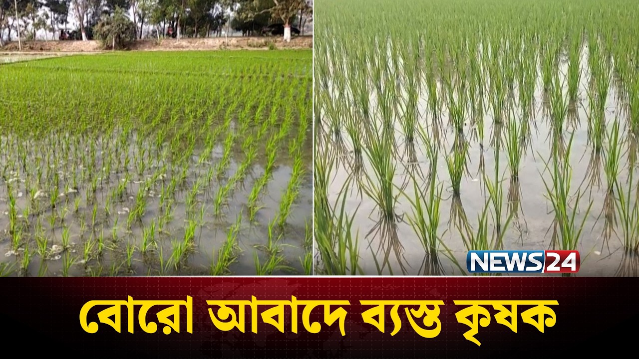দিনাজপু‌রে বো‌রো আবা‌দে ব্যস্ত কৃষক | Dinajpur | News24