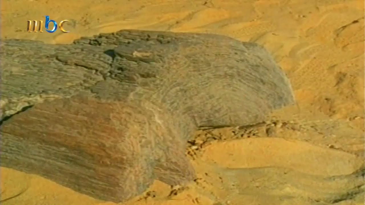 عام 1996 | محمية الغابة المتحجرة والتي يرجع عمر الأخشاب بها لـ 35 مليون عام على مساحة 6 كيلومترات