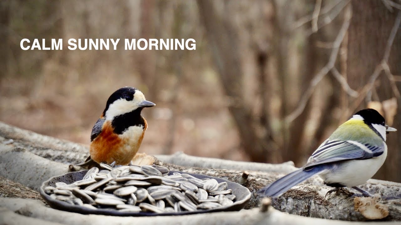Sunny Morning at the Bird Feeder | Started at 8 AM, 2°C / 35.6°F