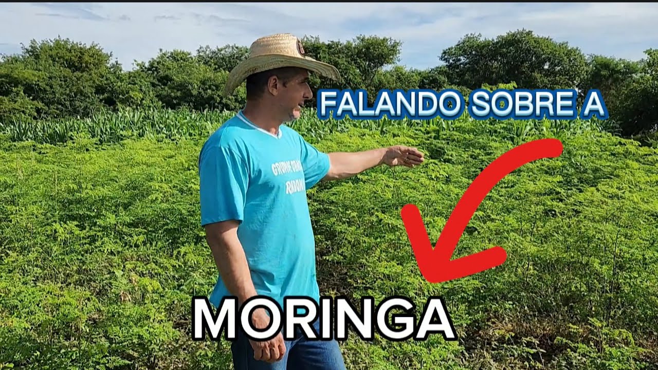 MINHA EXPERIÊNCIA COM A MORINGA OLEÍFERA.