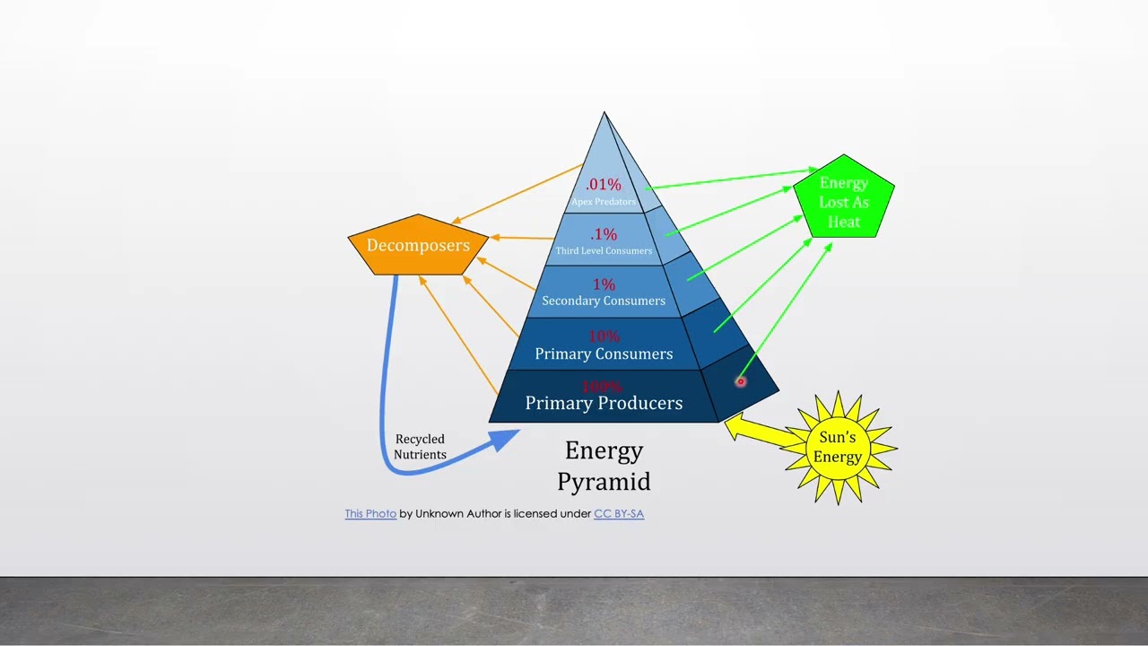 Food Webs