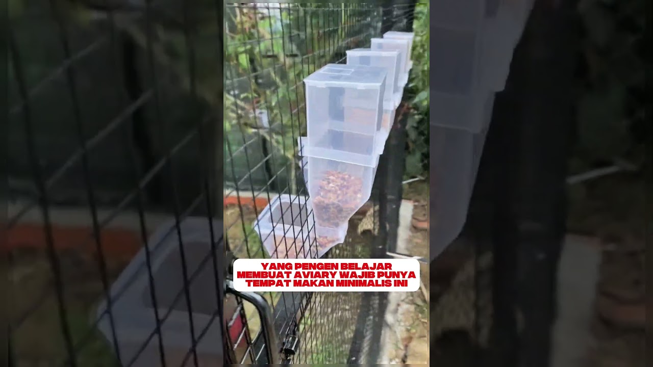 aviary minimalis #burung #mangkicauoffecial #kicaumania #burungkicaudialamliar #birds #masteran