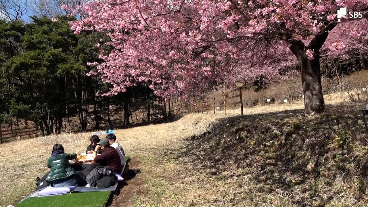河津桜まつり最終日に「こたつでお花見」 異例の見頃に観光客は感激…＝静岡・河津町