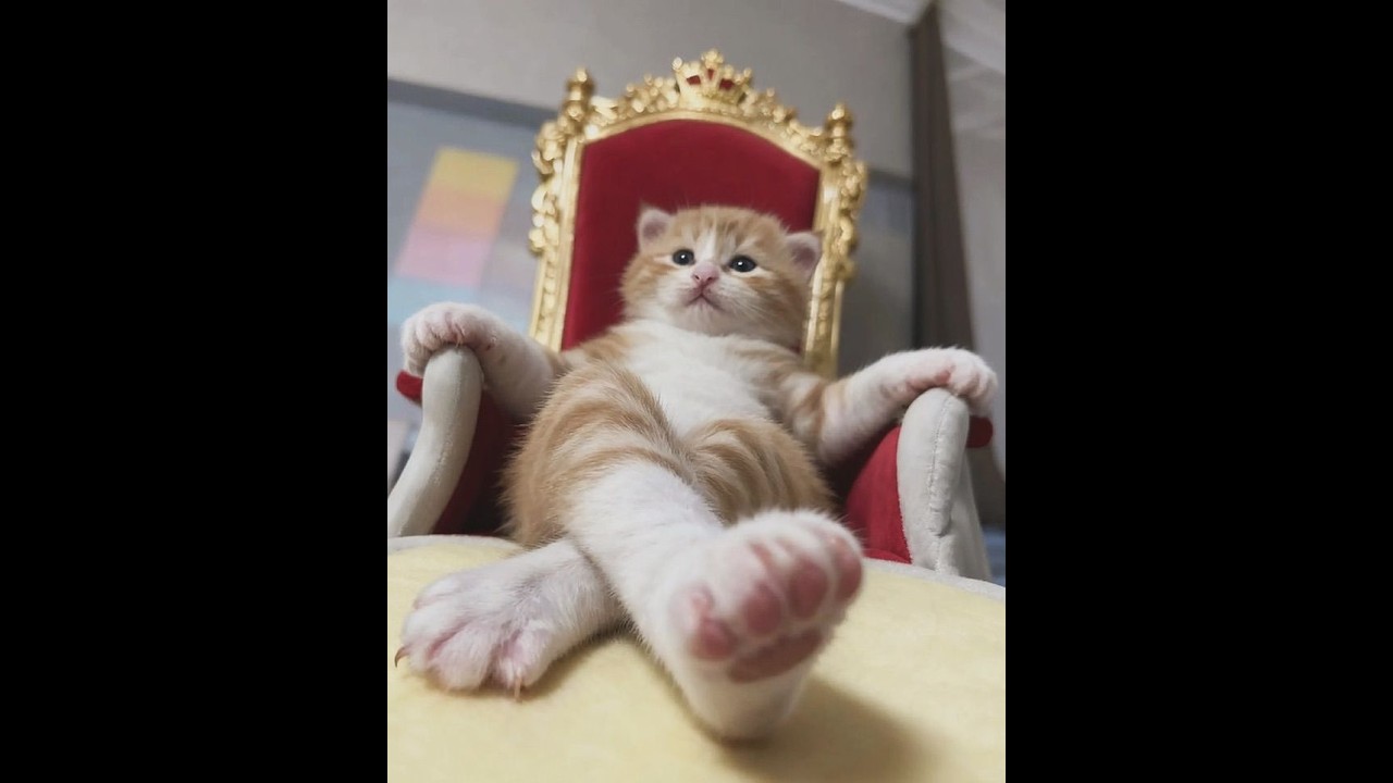 😺 Новые смешные видео с кошками и котятами! 🐈 Поднимите себе настроение! 😸