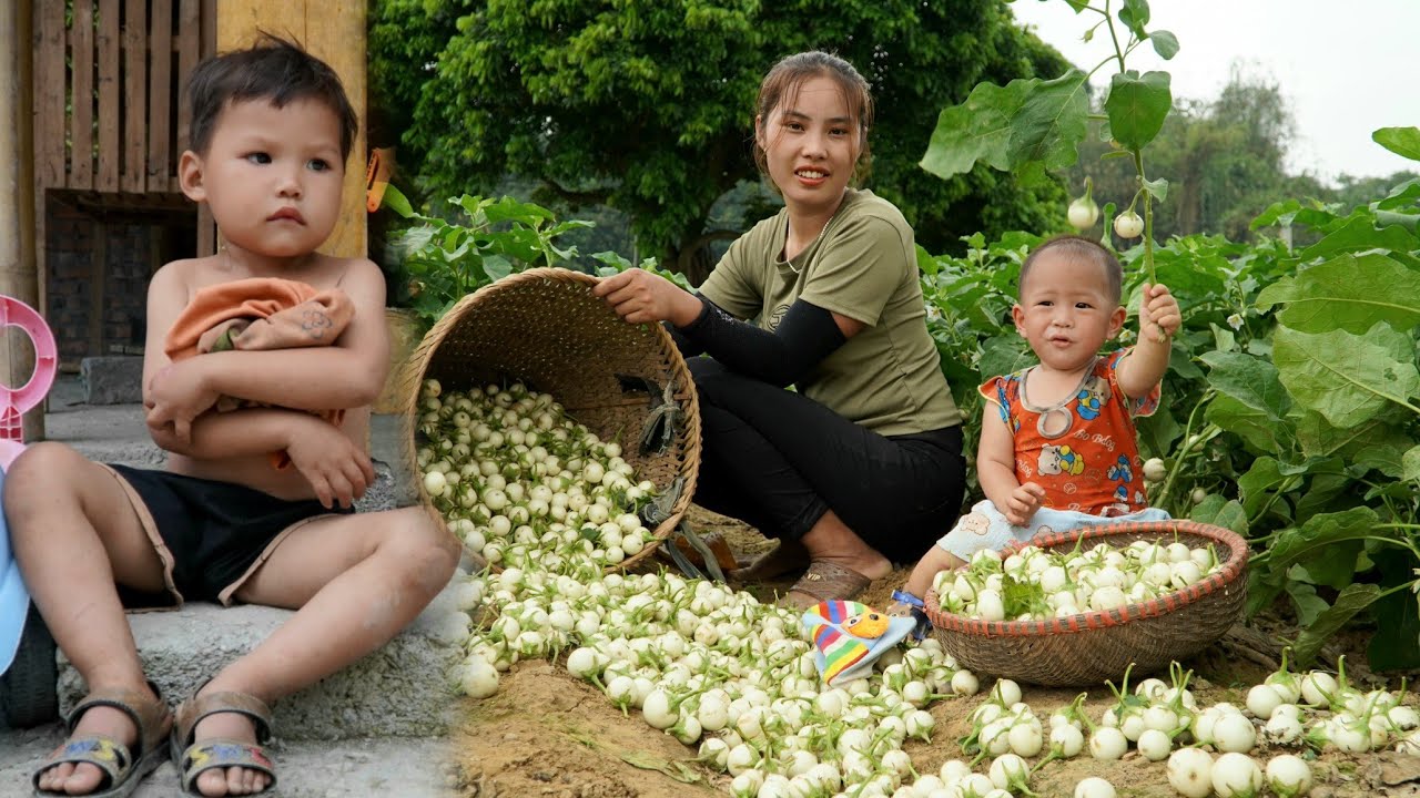Single girl cooks nutritious porridge and feeds her children - Harvests white eggplants to sell