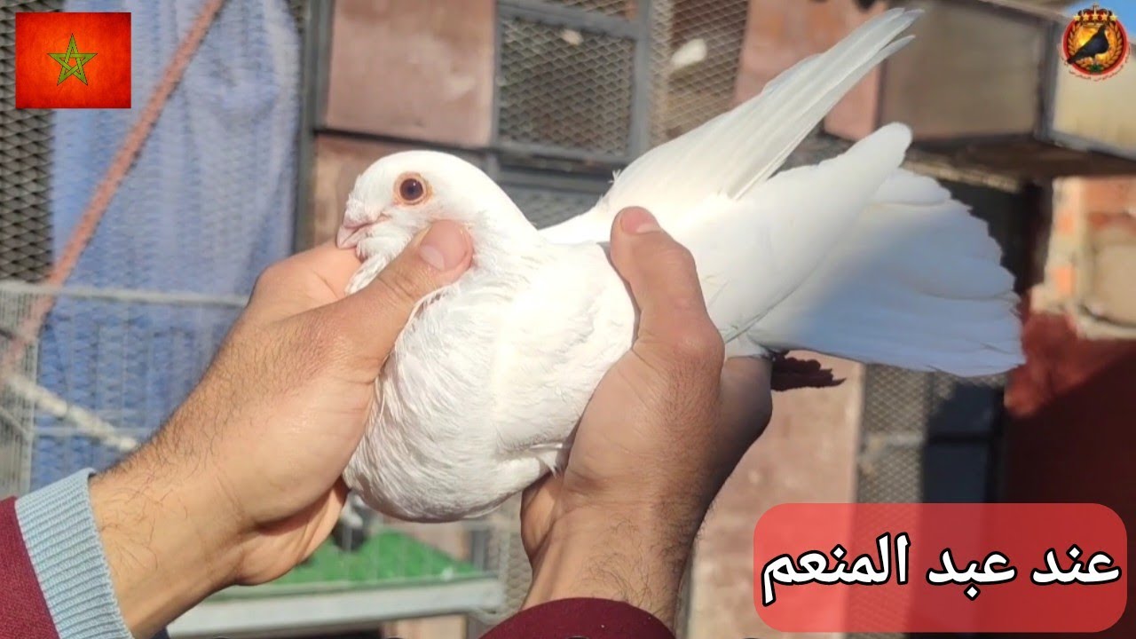توليعة عند المولوع الخلوق، عبد المنعم ، مدينة الرباط، مربي حمام السيفيانوس 🇲🇦
