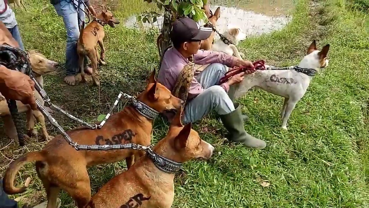 Berburu Babi di Sungai Ruyung, Edisi Marenten