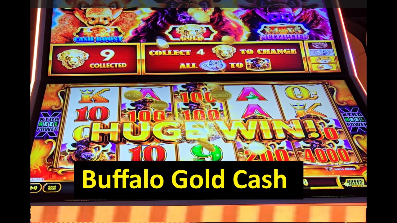 The Big Win on Buffalo Gold Cash Slot!! Aristocrat Game