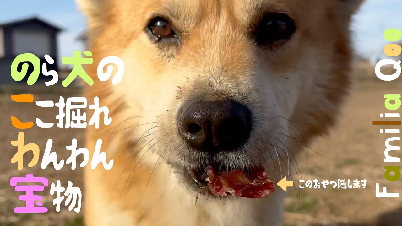 のら犬の「ここ掘れわんわん」宝物【M.ダックスと近所ののら犬】