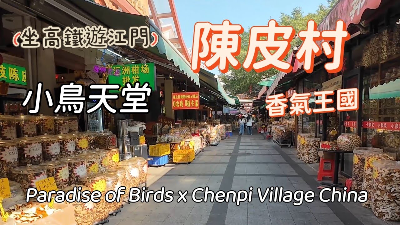 坐高鐵游江門#小鳥天堂x陳皮村, 陳皮村之鄉, 獨木成林大榕樹，從飛鳥秘境到香氣王國。 Paradise of Birds and Chenpi Village China