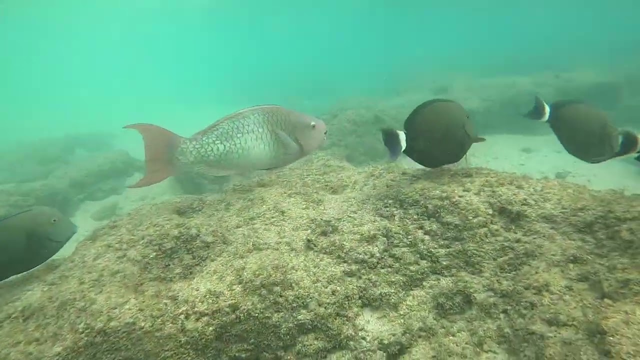 Oahu, Hawaii snorkeling// diving // sharks cove underwater adventure//￼