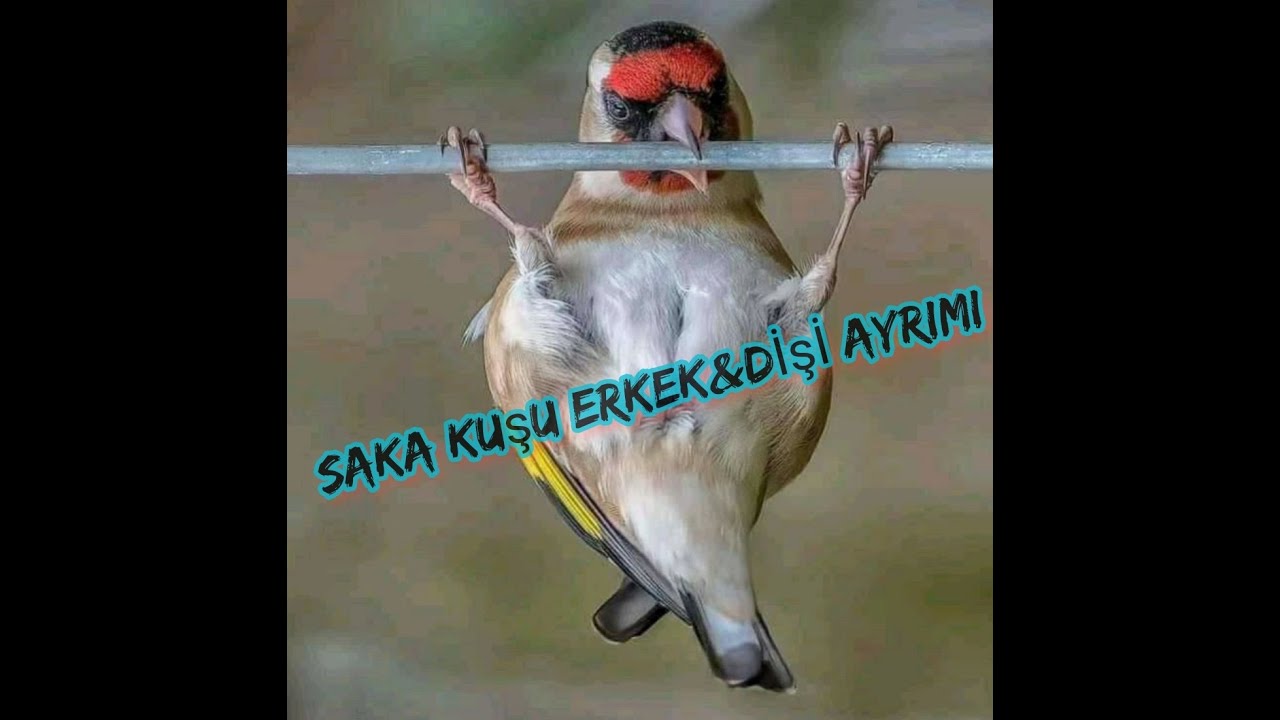 Saka ve saka melezi için erkek dişi ayrımı kesin çözüm