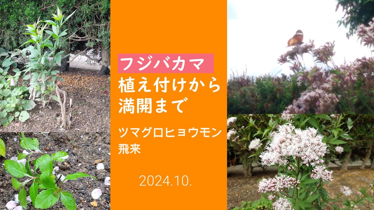 フジバカマ　植え付けから満開まで　ツマグロヒョウモン飛来　2024.10.