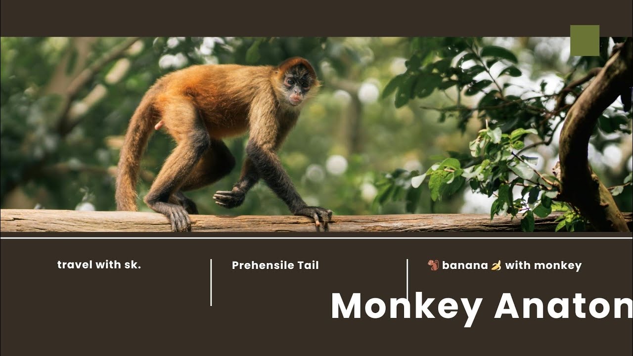 Cow and monkey ko 🍌🍌 banana khilane ko mauka mila aaj