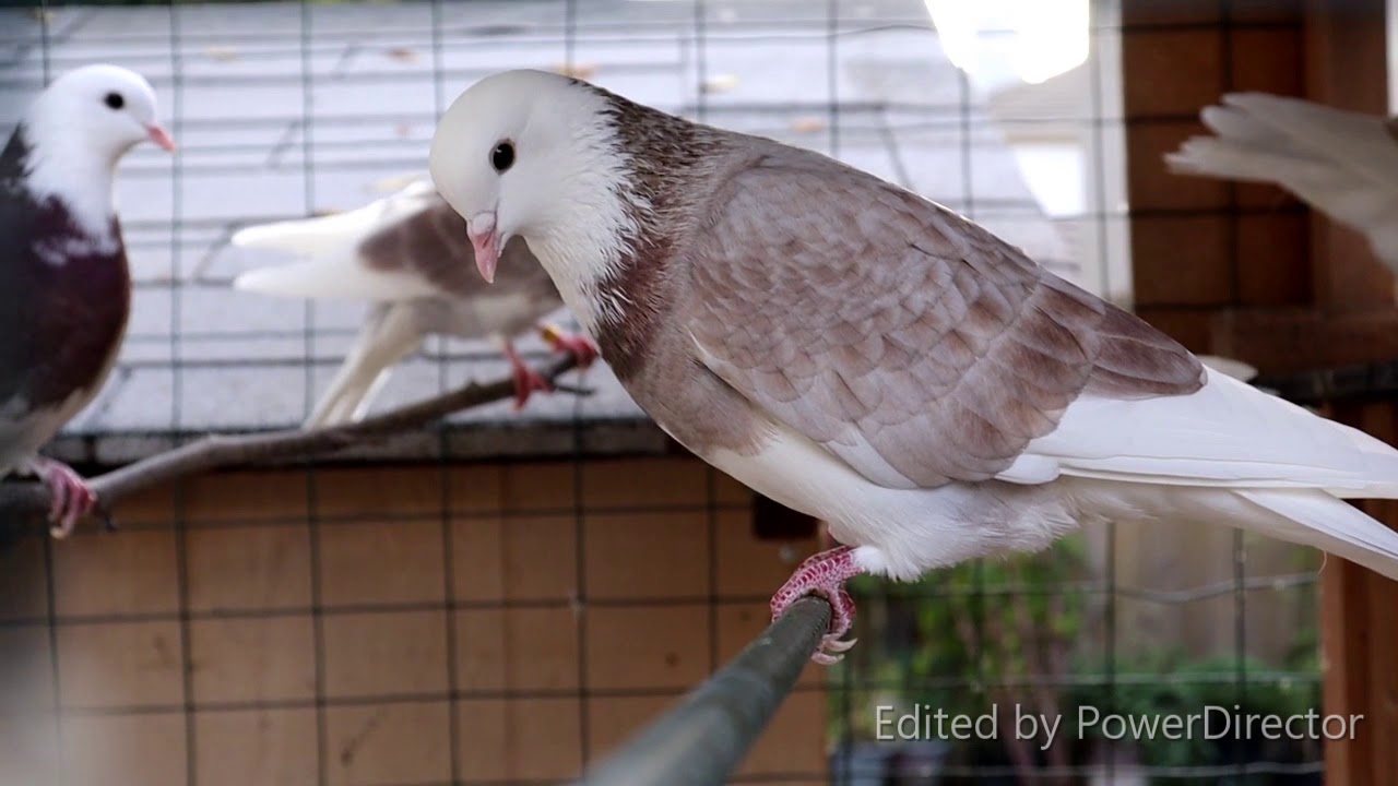 DVR Roller Pigeons #28:  My 2019 Birds Collection