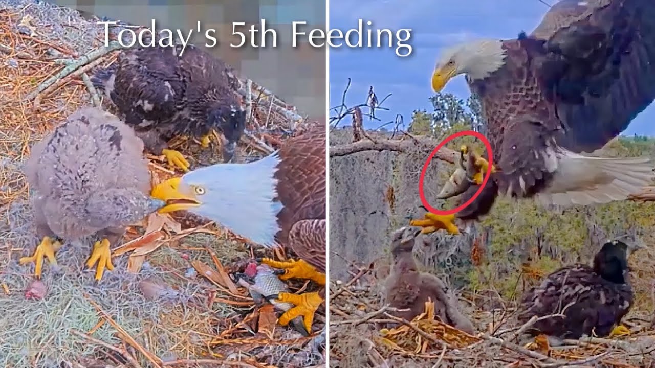 #275🦅🐥40°🐥35°／Winter Park Eagle Nest 2026／Against All Odds:One-Eyed Mom／Wink💗Atlas