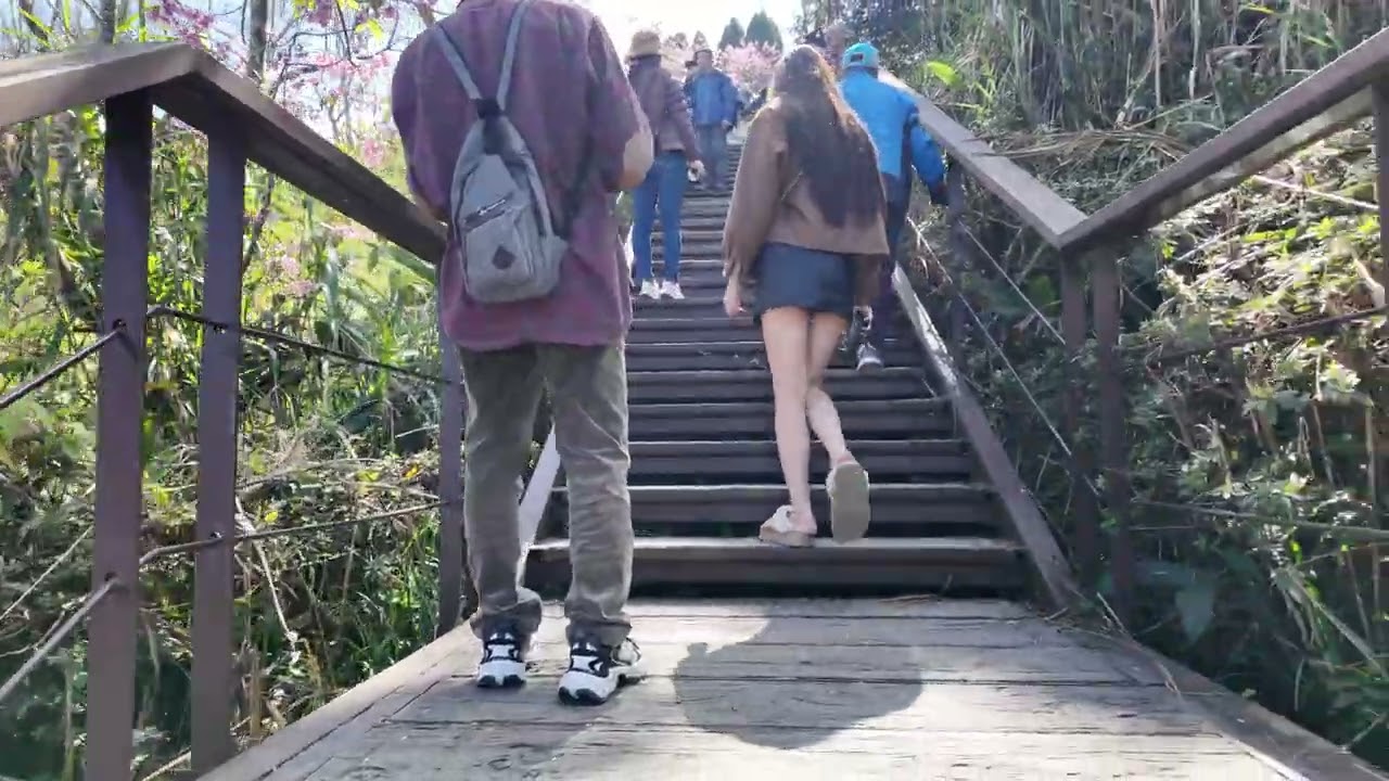 寶山二集團櫻花公園散步 20260221