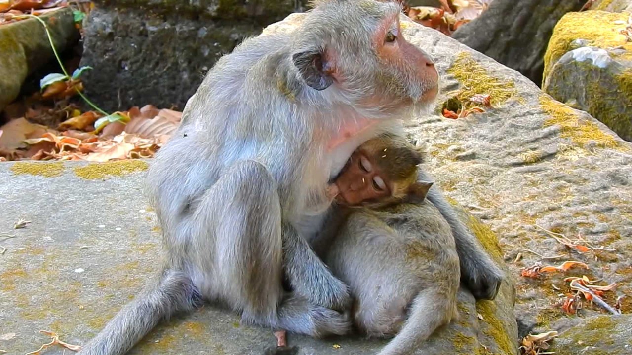 Sweet Primate baby monkey, Jade looks calm and peaceful with baby