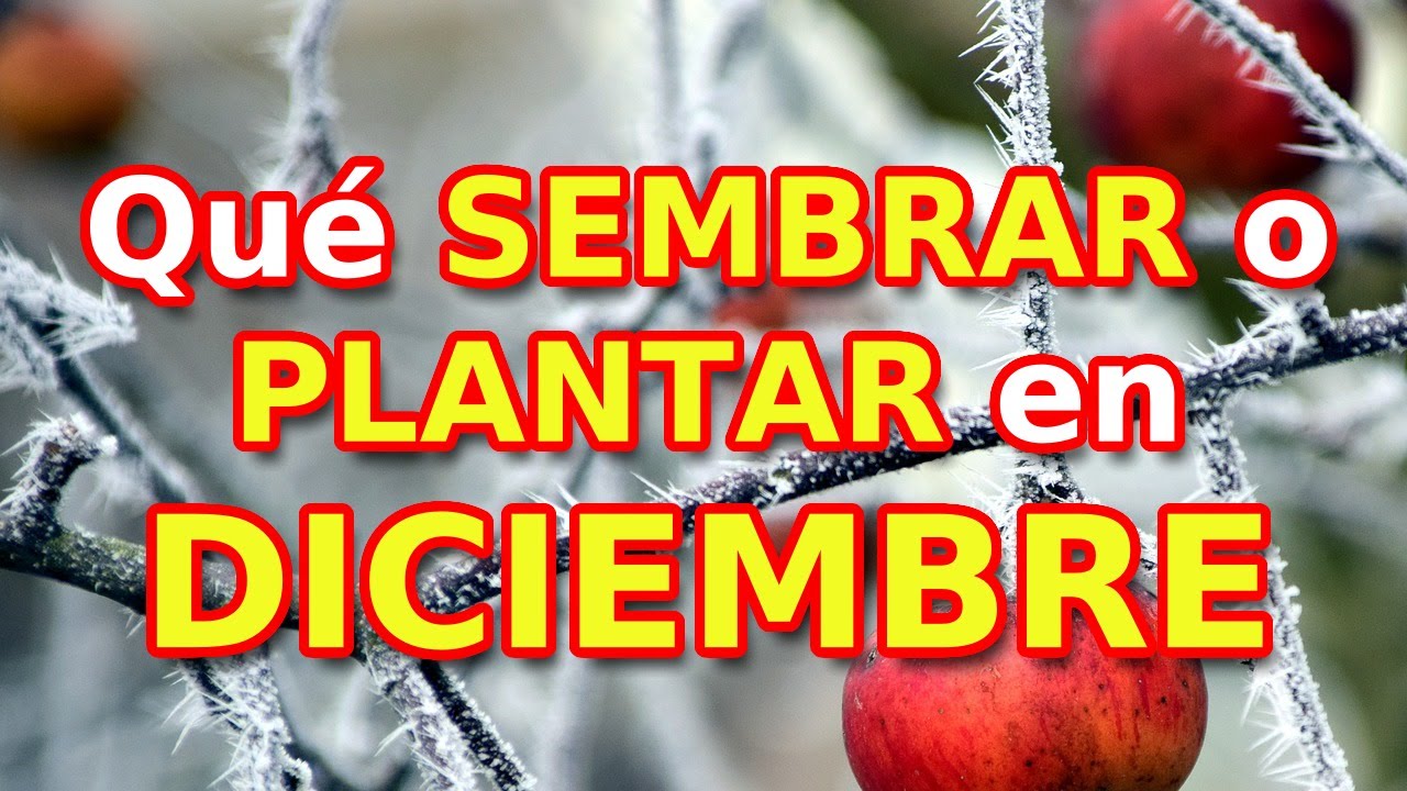 Qué SEMBRAR o PLANTAR en DICIEMBRE + TAREAS rápidas | Locos por la Huerta