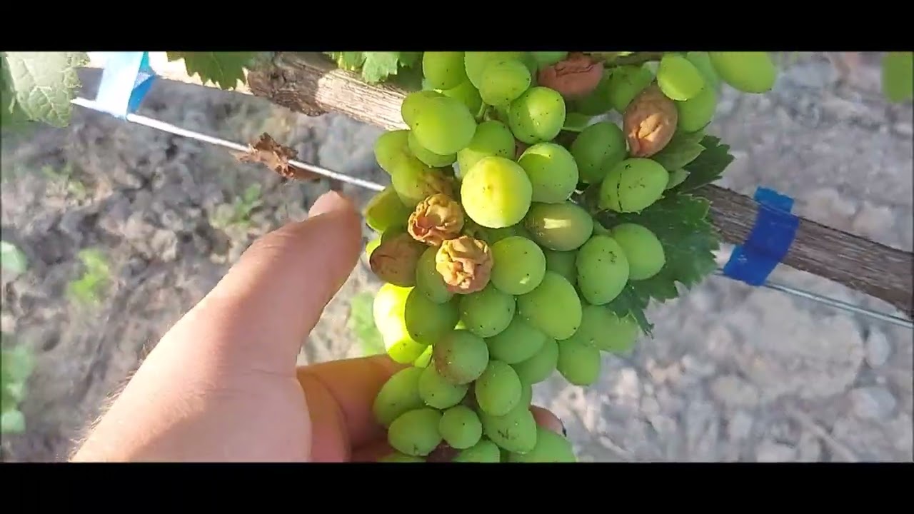 Poparzenia gron u winorośli