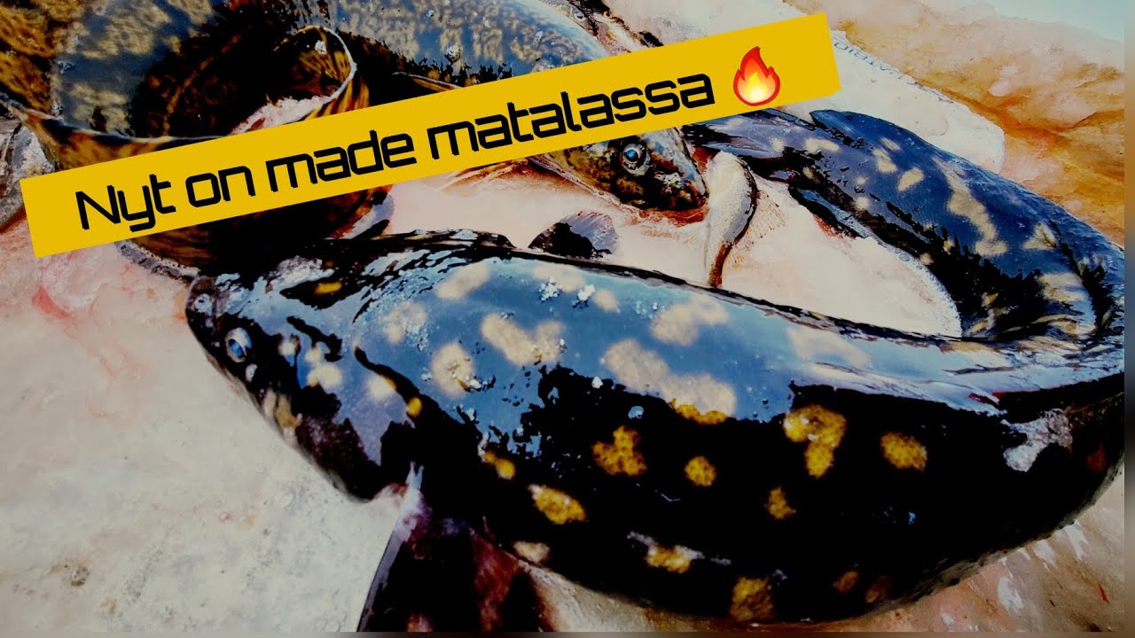 Madepyydöillä 008/2022