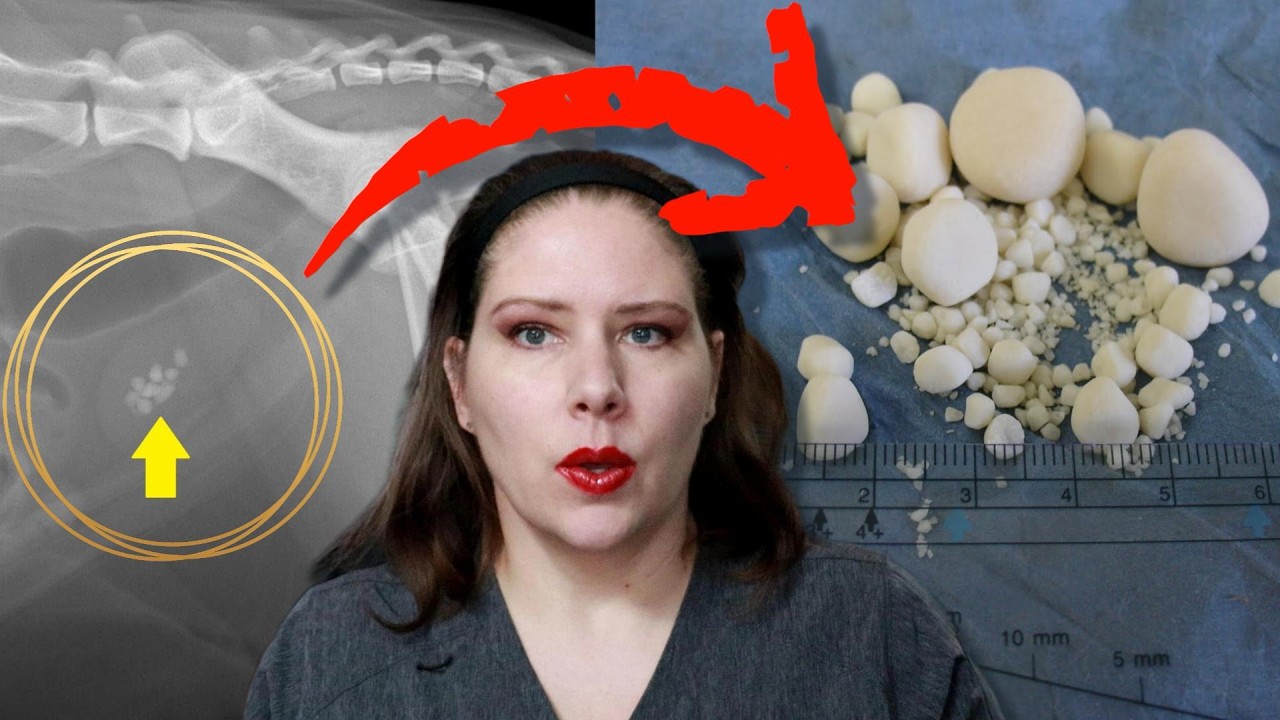 Prevent Bladder Stones: A Vet’s Guide to Uroliths