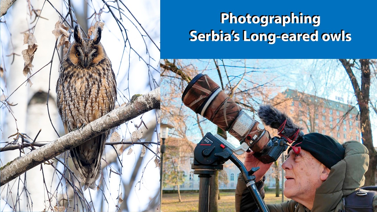 Long-eared owl Capital of the World