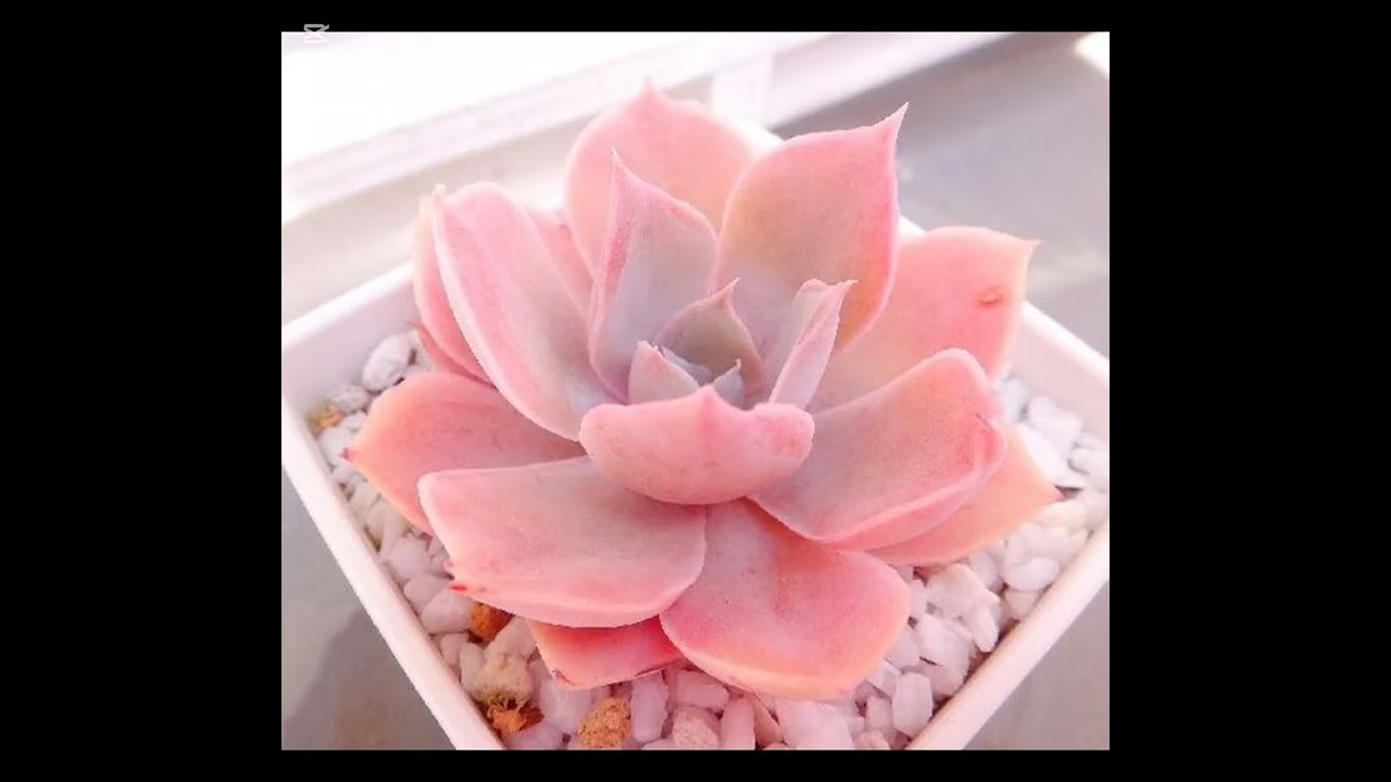 Making Big Money by Growing Plants at Home #flowers #money #earning #earnmoneyonline