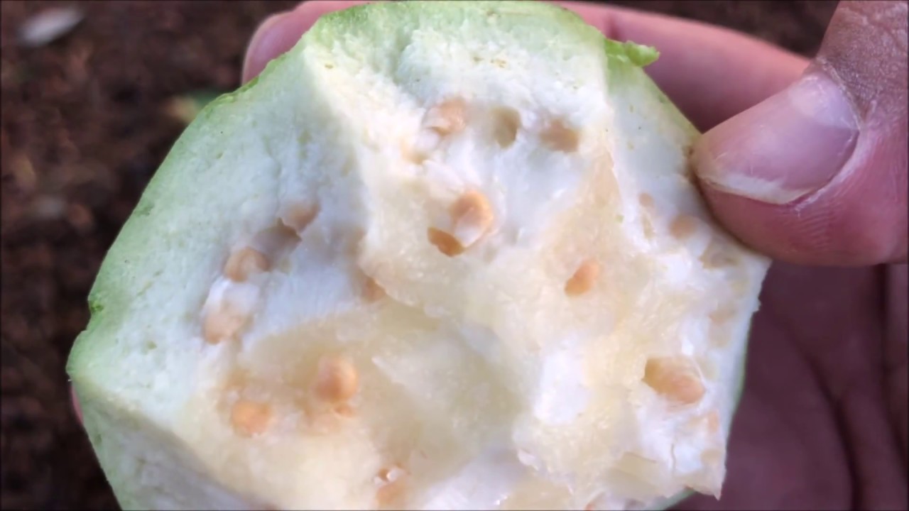 Growing WHITE GUAVA (seeds & cuttings) = Psidium Guajava (Part 1)