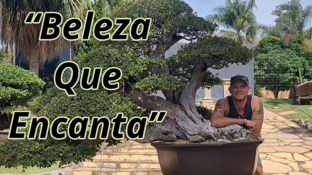 Encantos do Bonsai 2025: Um Passeio pelo Museu Vivo das Árvores