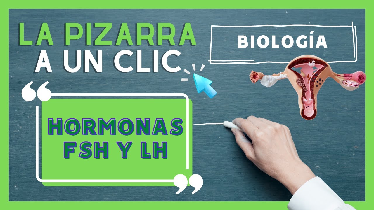 Todo lo que debes saber de las hormonas FSH y LH - LA PIZARRA A UN CLIC BIOLOGÍA