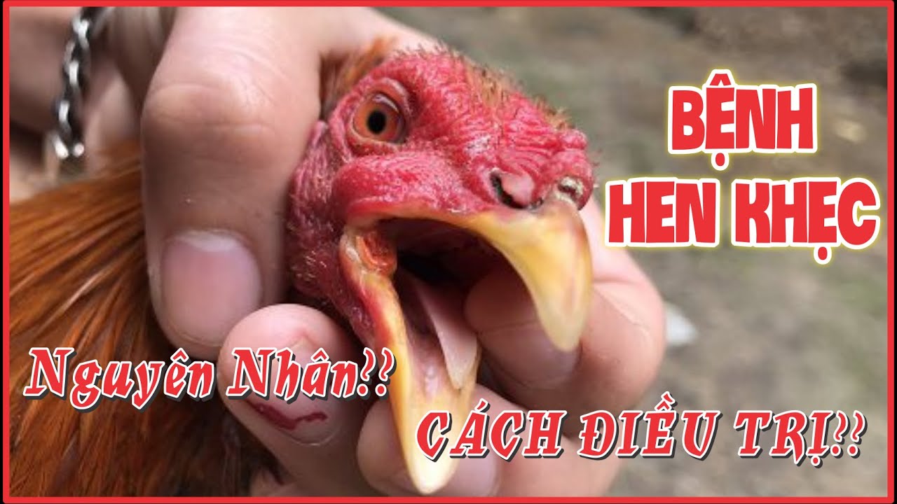 Nguyên nhân và cách điều trị bệnh hen khẹc ở gà thả vườn