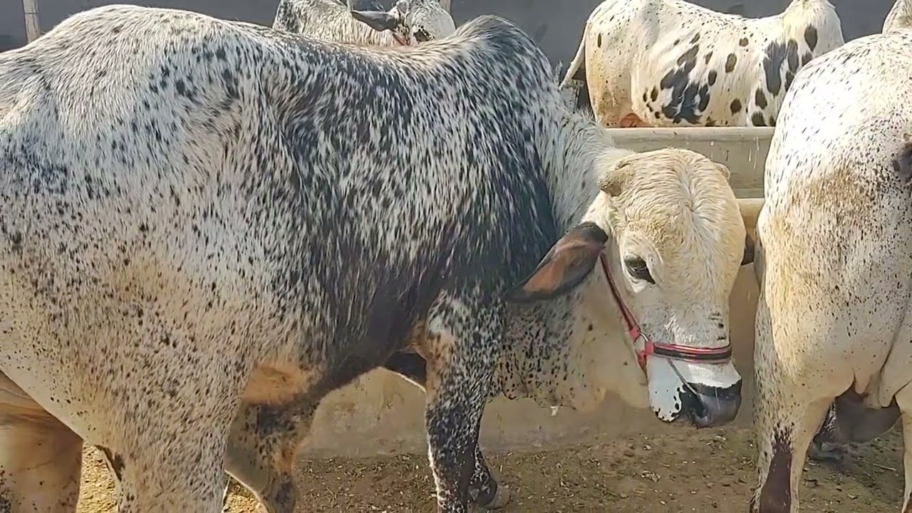 Bakra Mandi Part 2