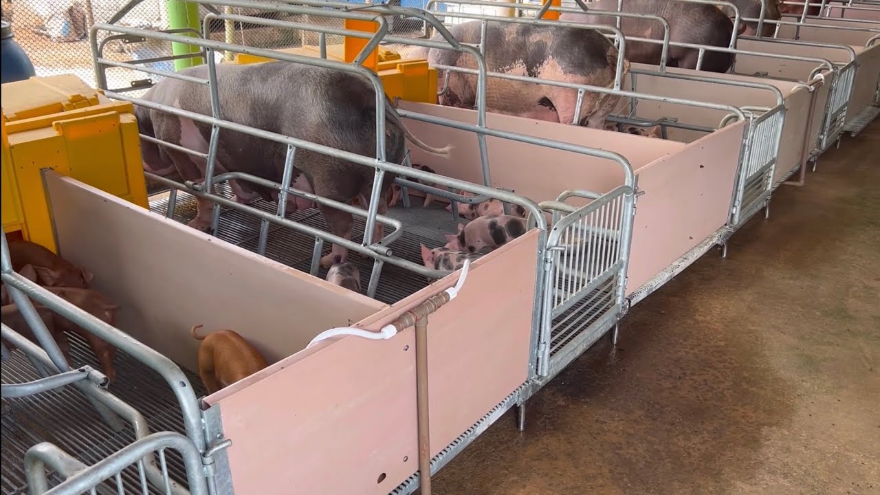 Nossa produção de leitões não para