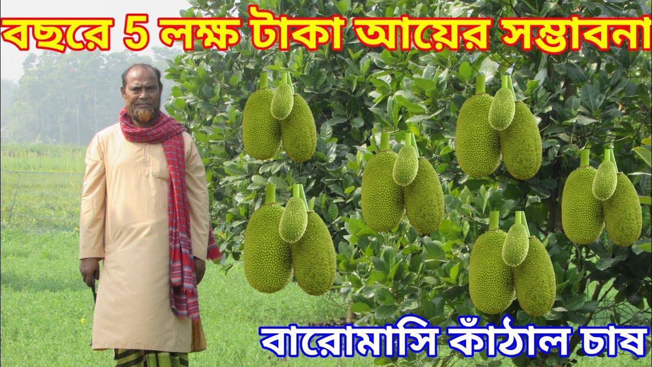 বারোমাসি কাঁঠাল চাষে বছরে ৫ লক্ষ টাকা আয়ের সম্ভাবনা || Dafadar Agro Farm || Best farming ||