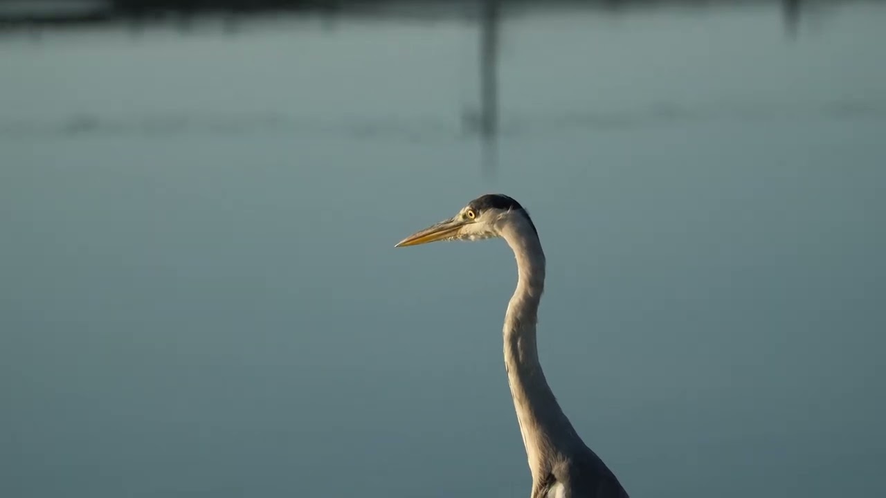 #60216 #アオサギ #Grey Heron