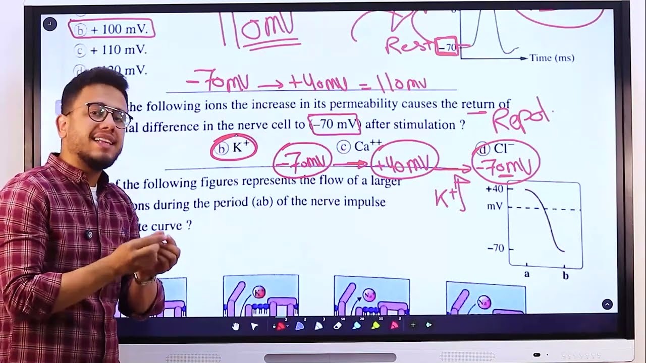 حل اسئله كتاب المعاصر Nerve impulse | 2nd Sec. | Biology