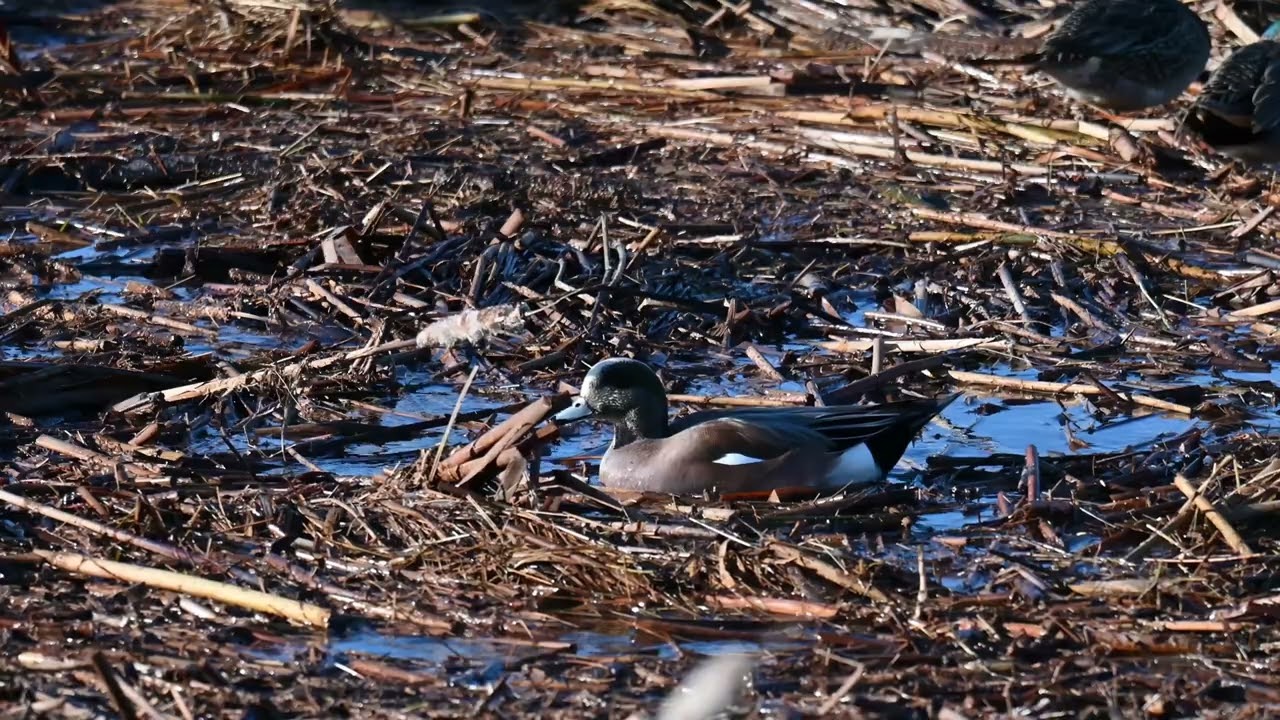 Ducks and gulls