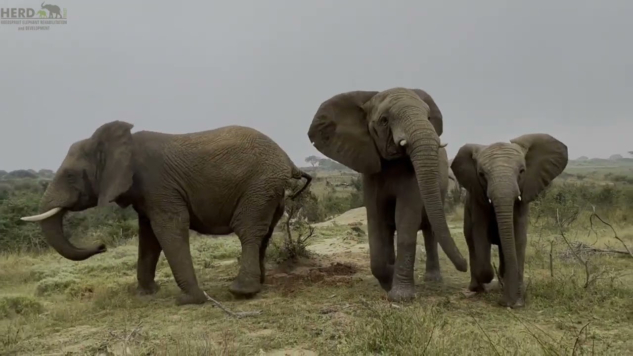 A Big Commotion as the Elephants Chase After an Impala Herd