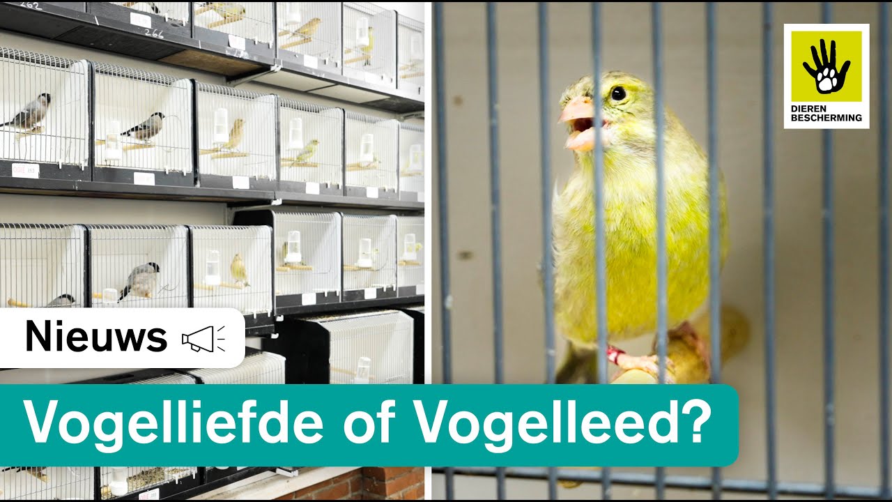 Vogeltentoonstellingen onder de loep 🔍