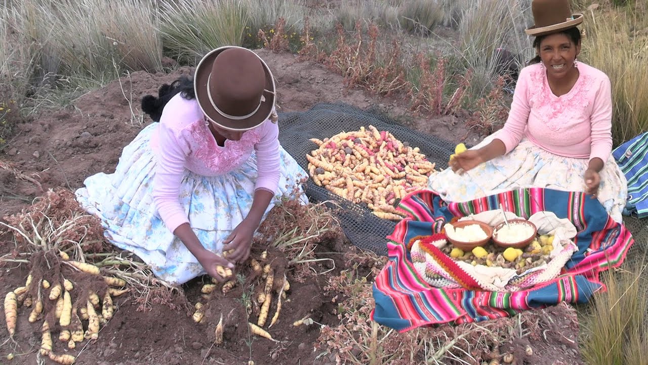COSECHANDO LA OCA Y SU RICO FIAMBRE EN EL CAMPO TODO NATURAL - CHOLITA JULIA