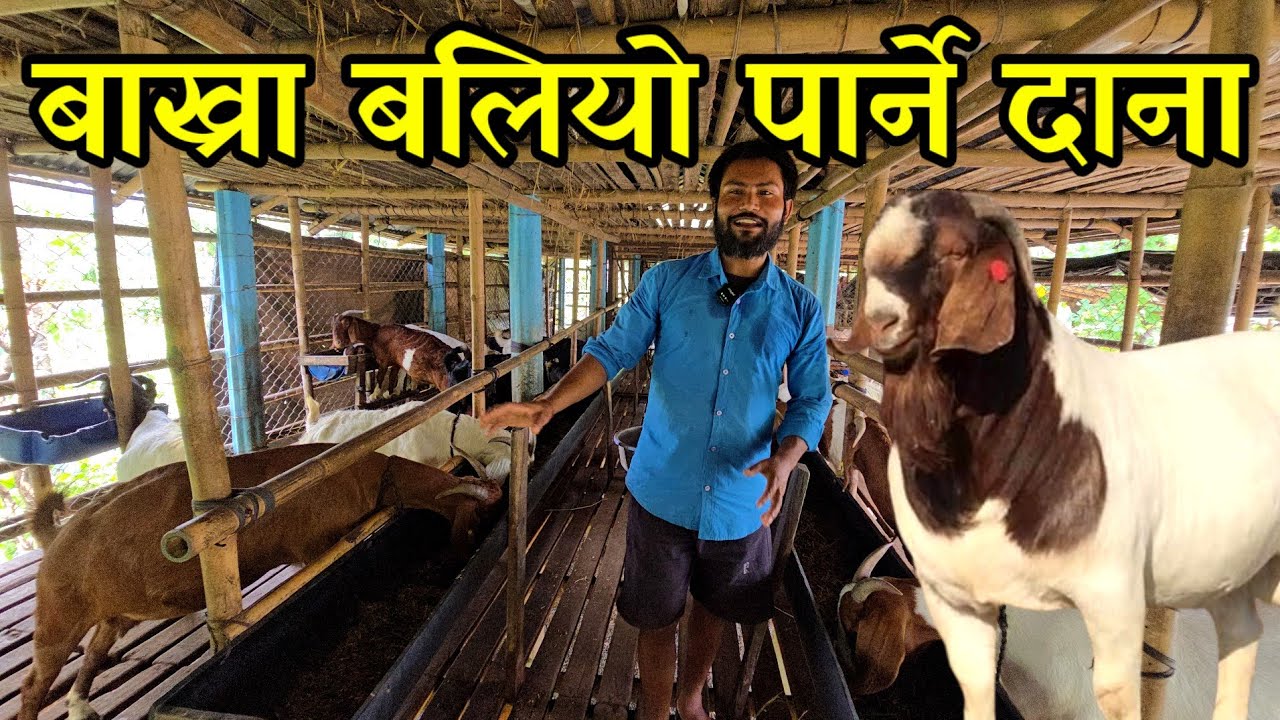 एक बर्समै 100 किलोको खसी बनाउन यो तरिकाले दाना दिनुहोस् ,village goat farming