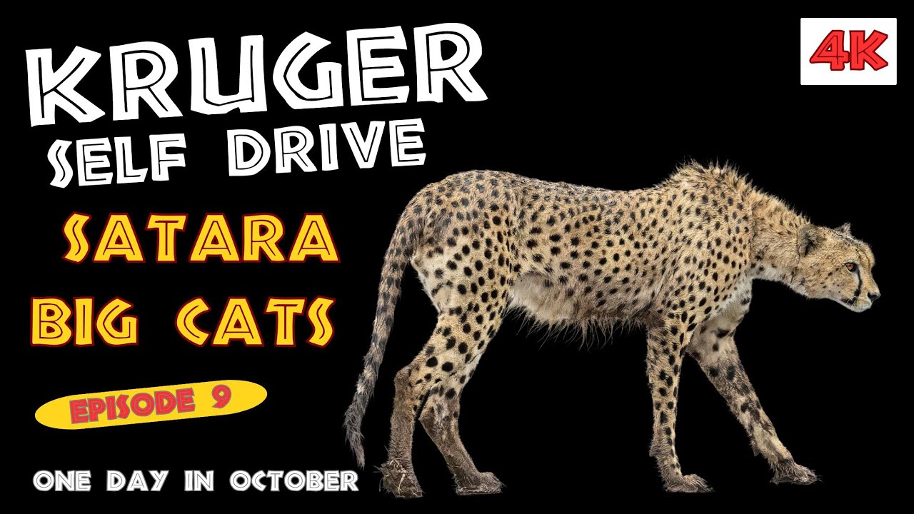 Where To Drive In Kruger : Satara Area.